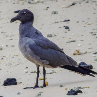Lava Gull